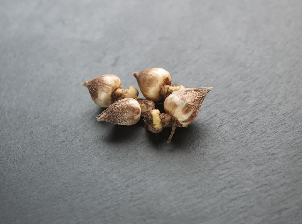 bulbs of freesia laid on a grey surface