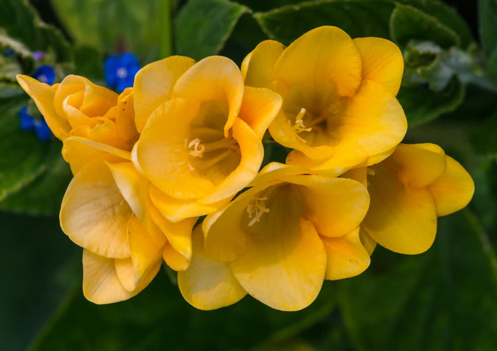 yellow freesia blooms