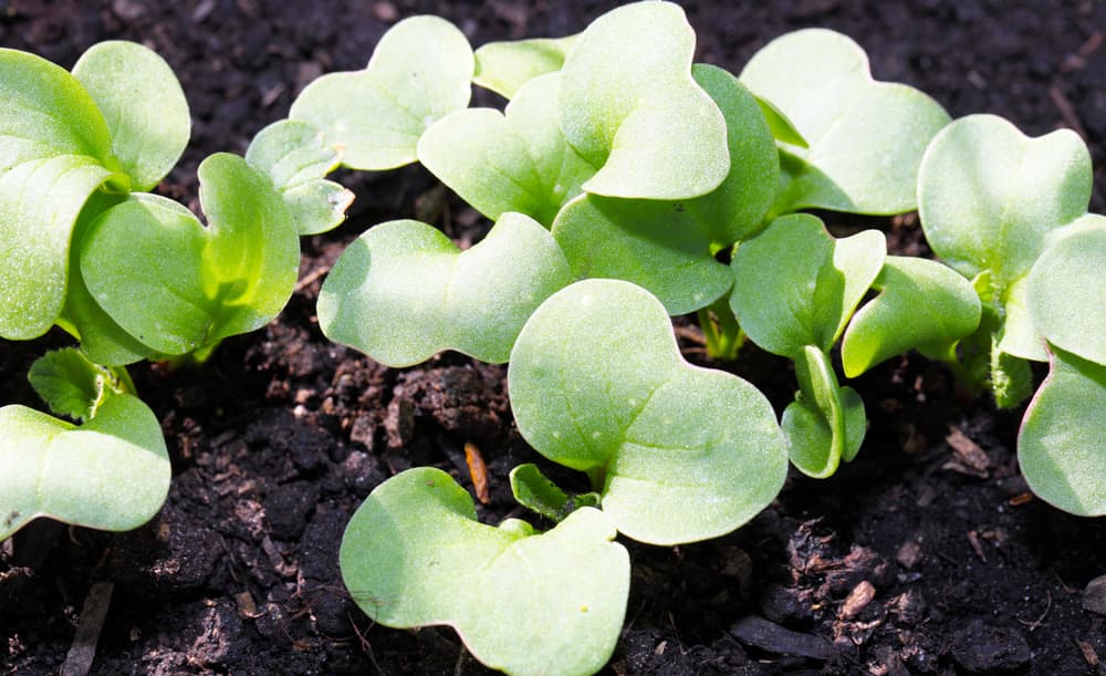 radish seedlings bunched together ready to be thinned