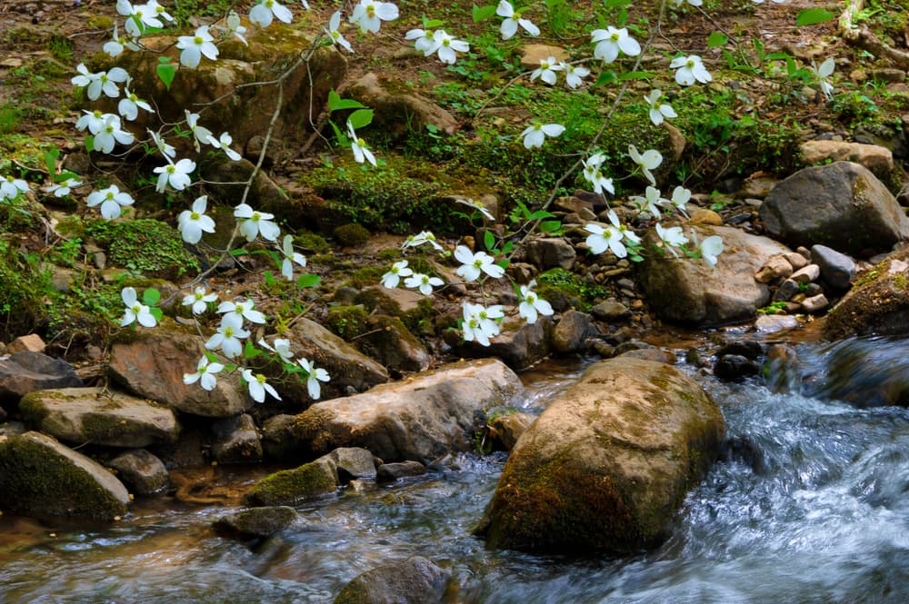 white flowering dogwood shown over a rocky stream with flowing water