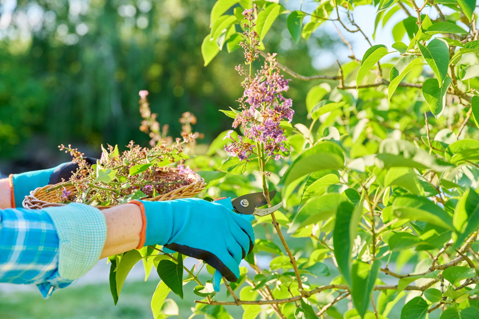 someone using a pair of secateurs to deadhead a spent, pink lilac flower head from its shrub