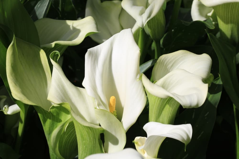 white and green gradation on flowers of zantedeschia