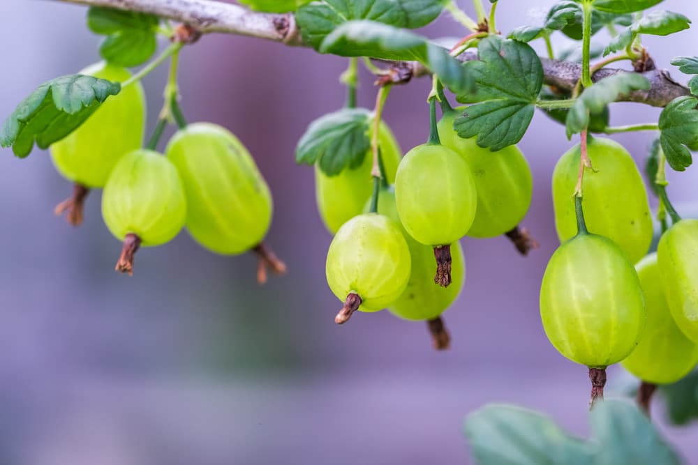 gooseberries hanging from branch of 'Whinhams Industry' heirloom variety