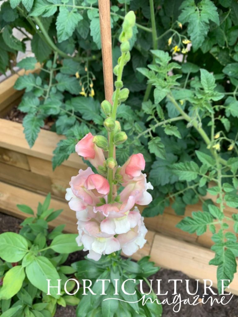 a staked and flowering antirrhinum plant with tomato and peruvian lily in the background