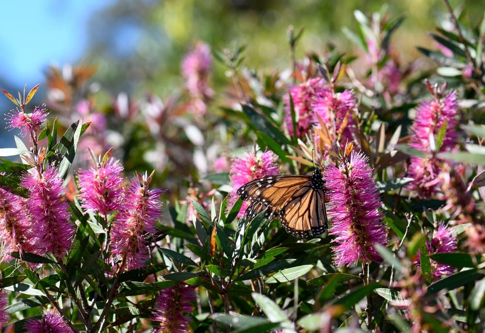 monarch butterfly sat on pink flowering Callistemon viridiflorus 'Violaceus’