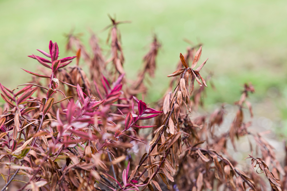 hebe shrub with brown, dying leaves growing outside