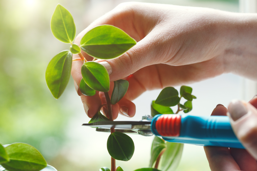 someone using a pair of secateurs to take a plant cutting 