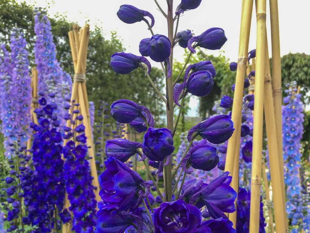 purple and blue delphiniums growing against bamboo cane support outside