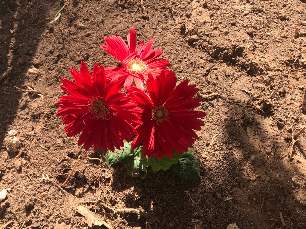 red flowering gerbera ready to be lifted and divided growing on its own in a soil bed outside