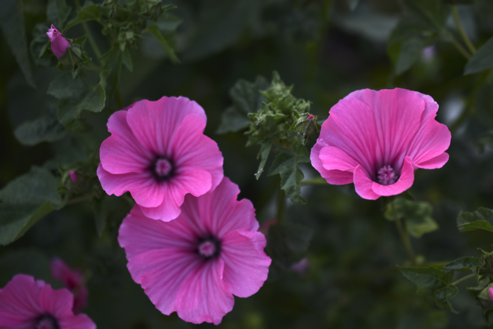 deep pink flowering tree mallow bloosm with dark green foliage
