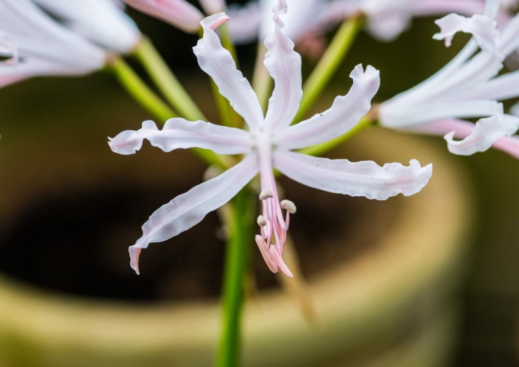 white Guernsey Lily in flower