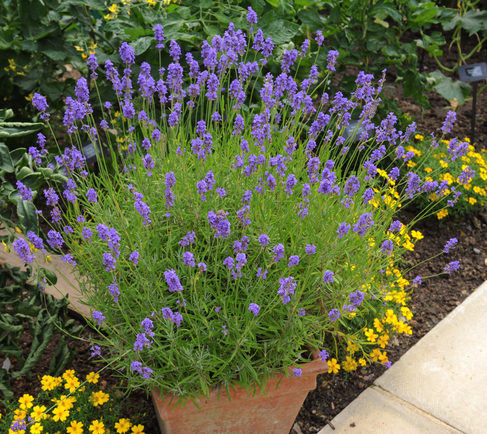 purple lavender plant growing in a container that has been placed in a garden border in front of yellow marigolds