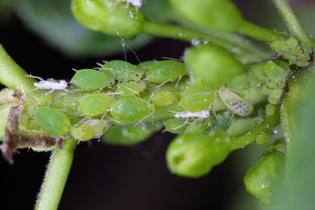 close-up of tiny green aphids on the stem of a plant 