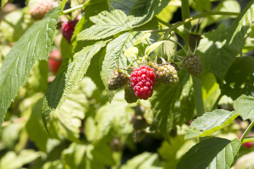 raspberry 'tulameen' shrub bearing red and unripened green fruits