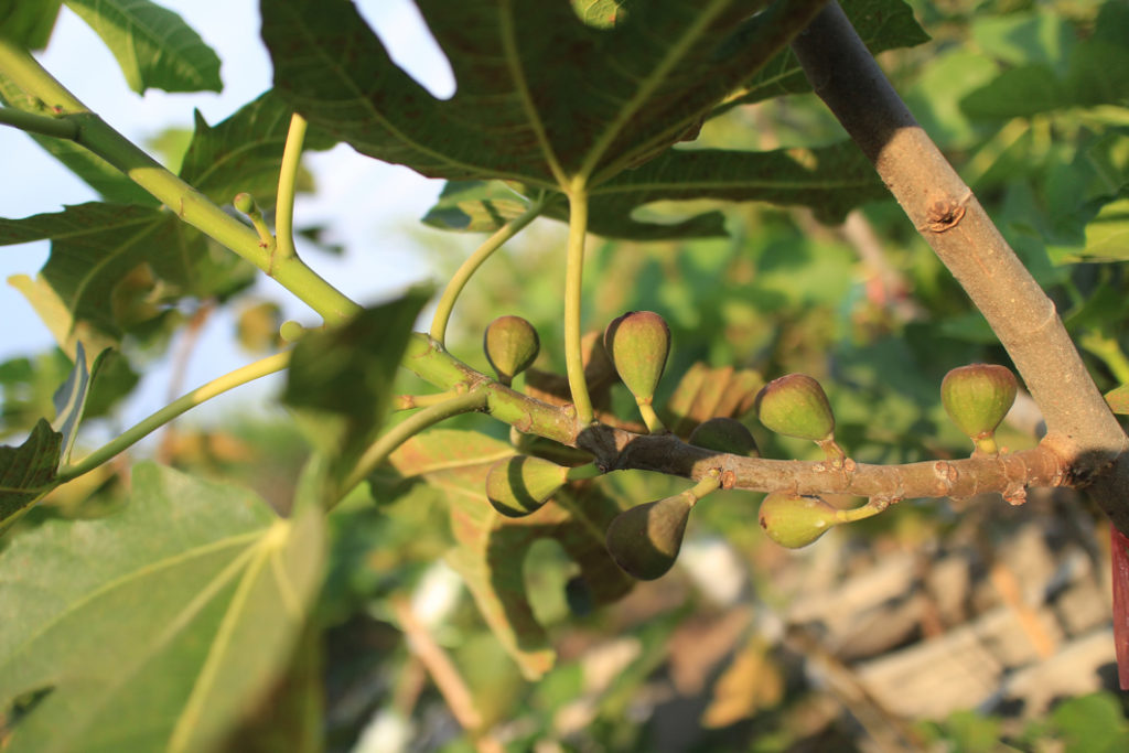 close-up of the ripening green-purple fruits on a fig tree