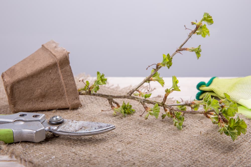 gooseberry seedling in a very small cardboard pot with secateurs and gardening gloves laid on a table