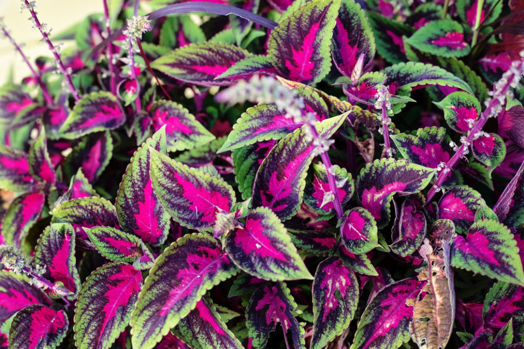 purple, pink and green variegated foliage from a large coleus plant