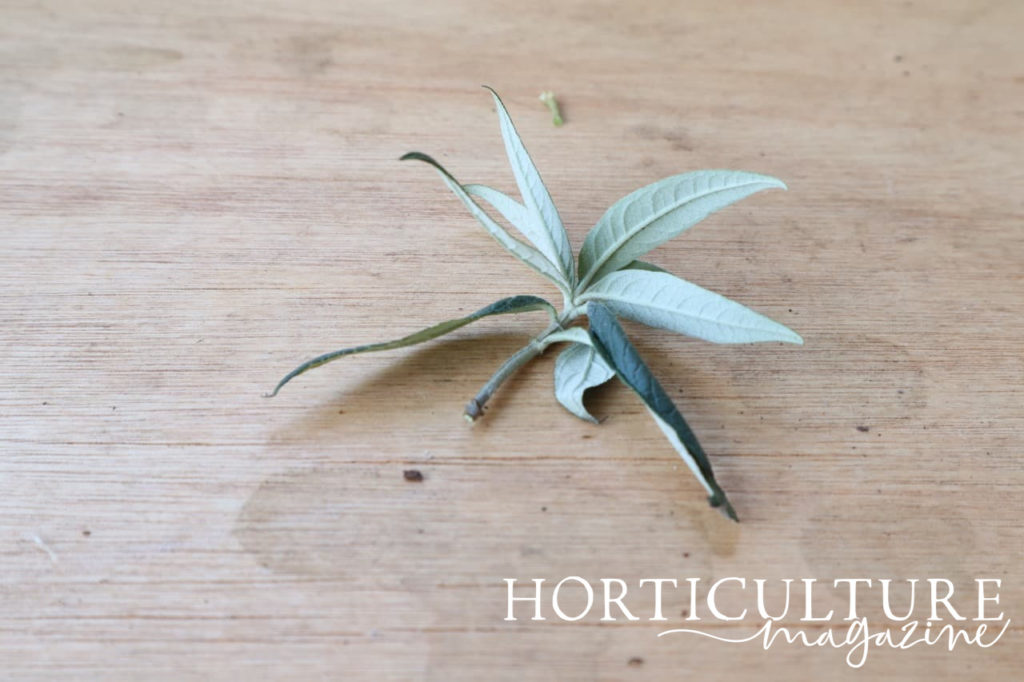 cutting shown on a potting bench