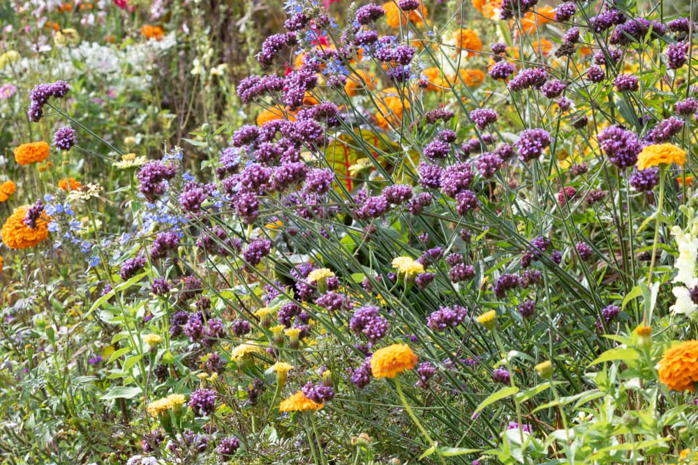 orange zinnias planed alongside flowering verbena in a herbaceous border