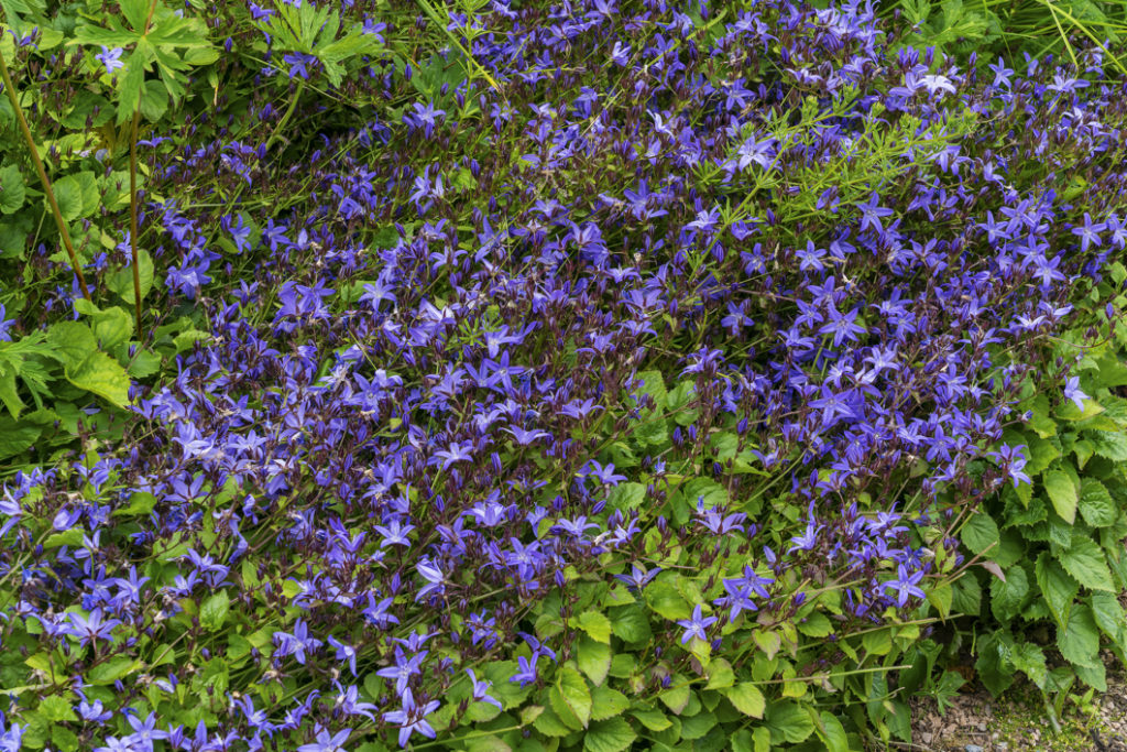 campanula poscharskyana shrub with blue flowers