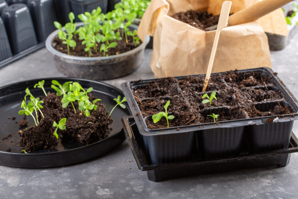 a seed tray containing aster seedlings that have been propagated next to other seedlings that are ready to be planted