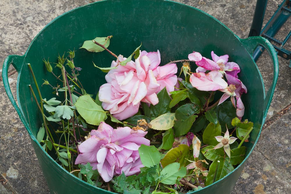a green plastic bucket filled with rose clippings
