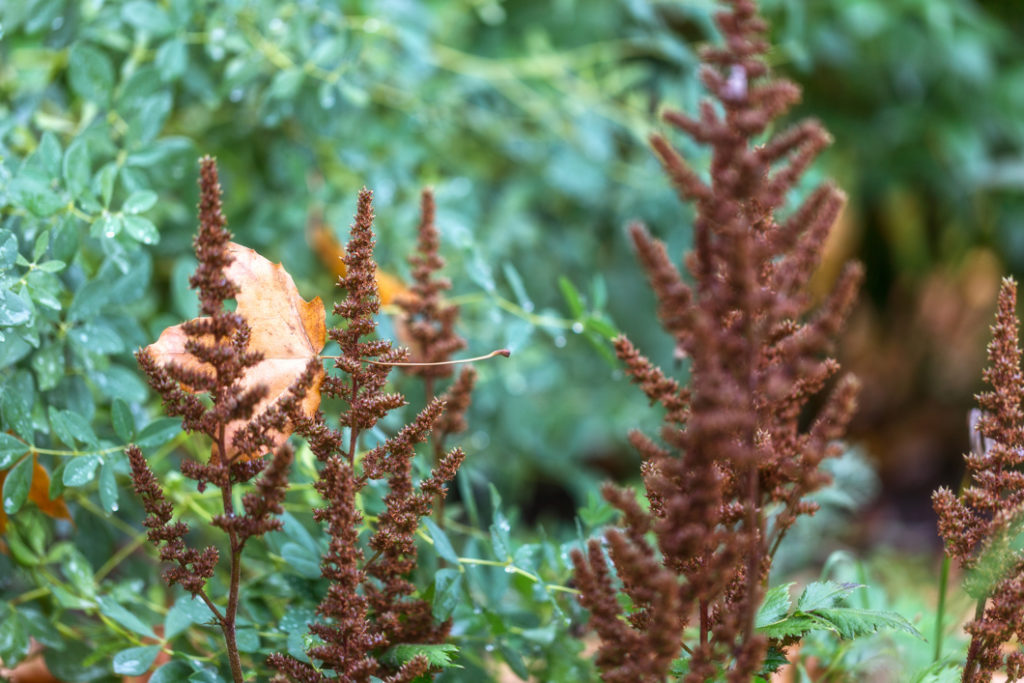 brown, dying astilbes growing outside with green foliage in the background