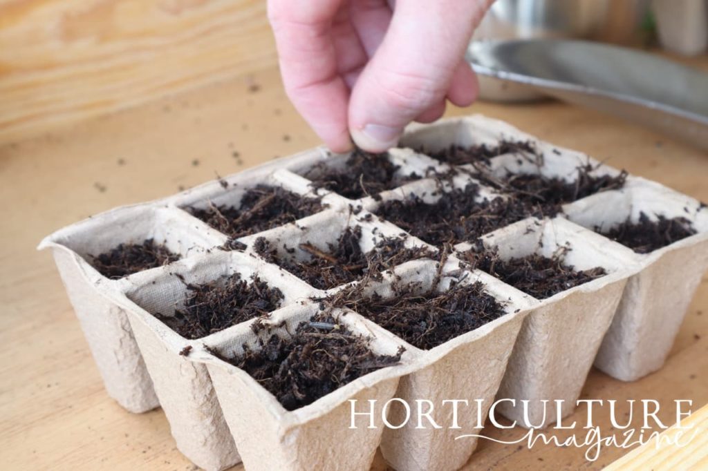 hand shown sowing seeds in a cardboard tray