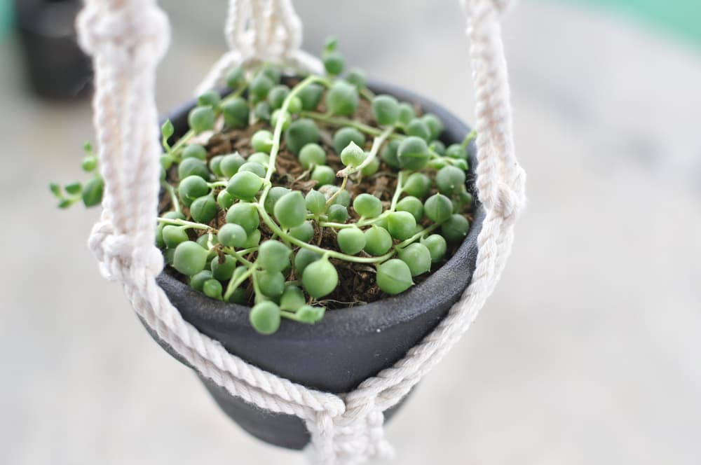 small plastic pot of Senecio rowleyanus hanging from a white rope