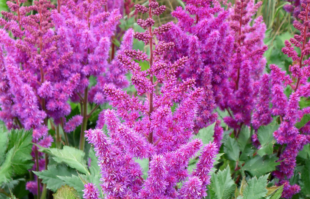 Chinese astilbe 'purpurlanze' growing in a field outdoors