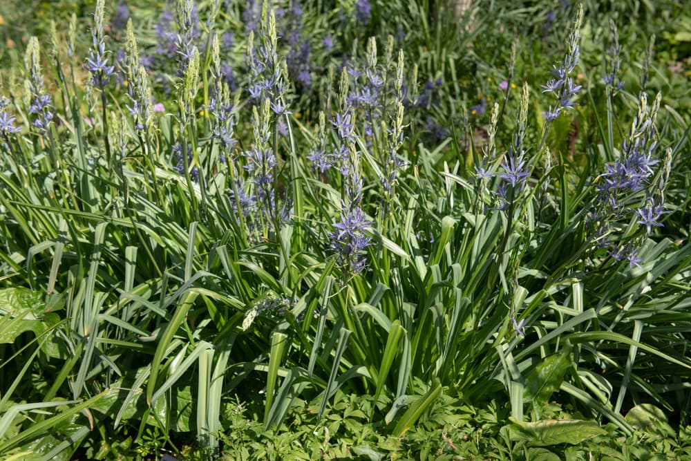 C. leichtlinii subsp. suksdorfii Caerulea Group in a herbaceous border