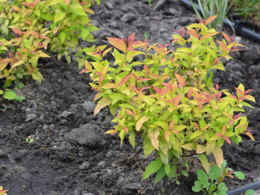 young spiraea japonica plant growing in a garden bed