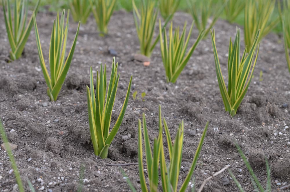 rows of freshly planted and newly sprouting camassia bulbs