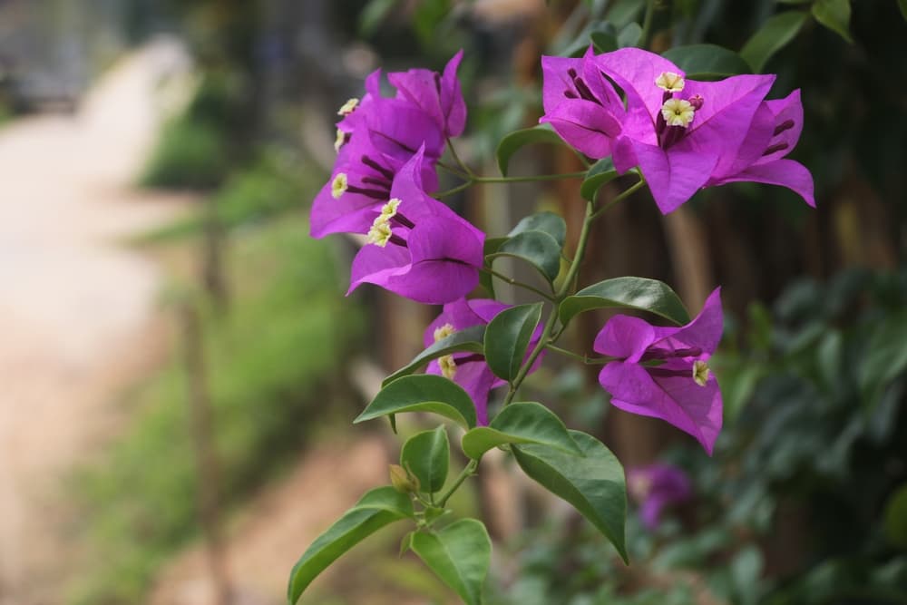 showy purple flowers of B. glabra