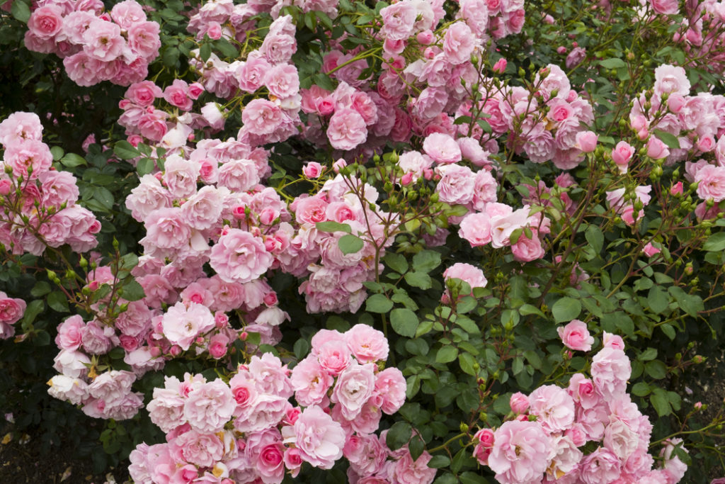 pink rose shrub with lots of flowering heads growing outdoors