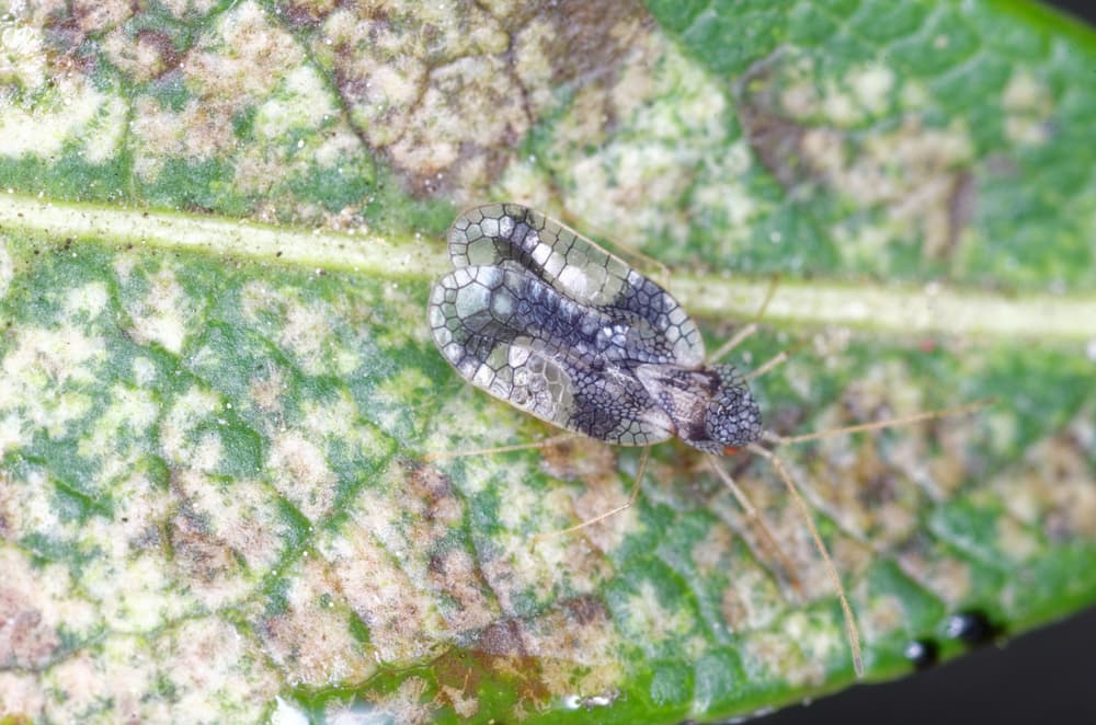 Andromeda lace bug on the leaf of a plant