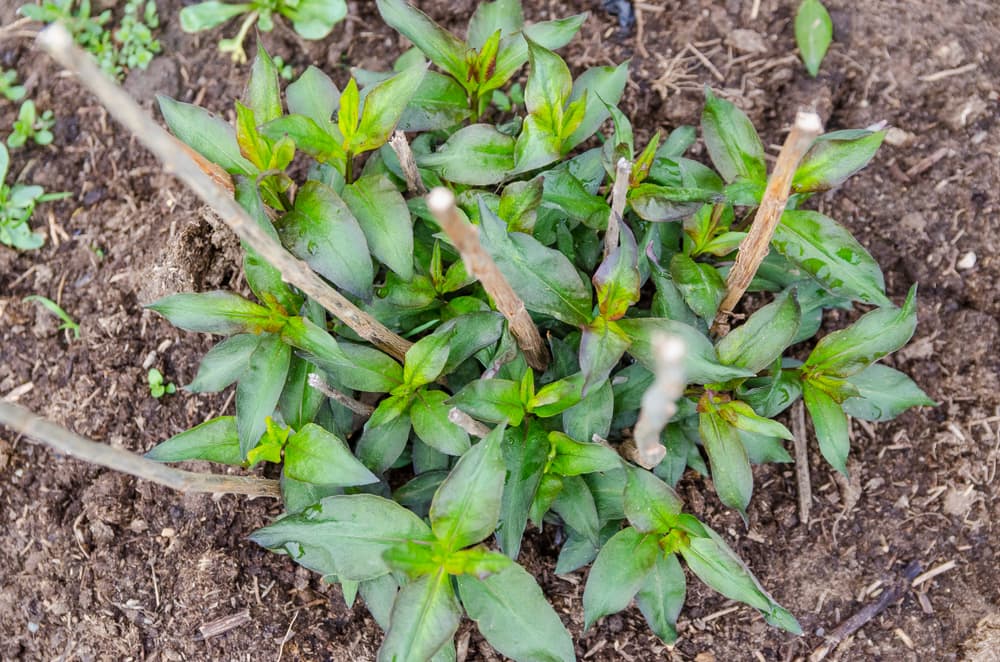 phlox seedlings planted outdoors which have been staked with bamboo canes