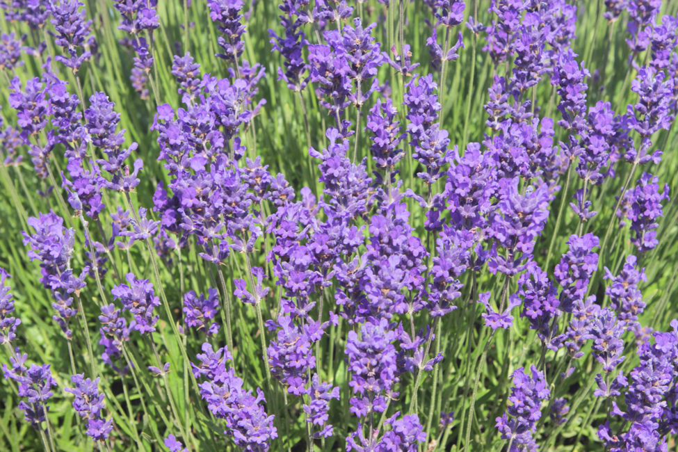 Lavandula x intermedia with big purple flowerheads growing outdoors
