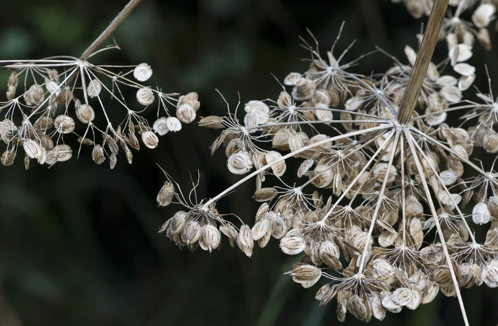 angelica seed head in winter