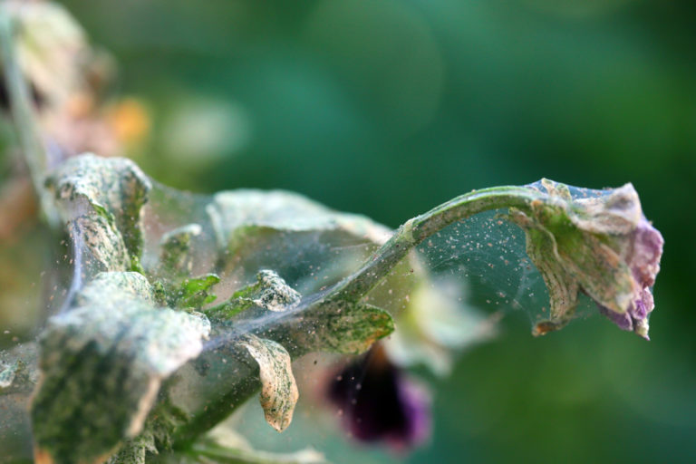 How To Get Rid Of Red Spider Mites Horticulture.co.uk