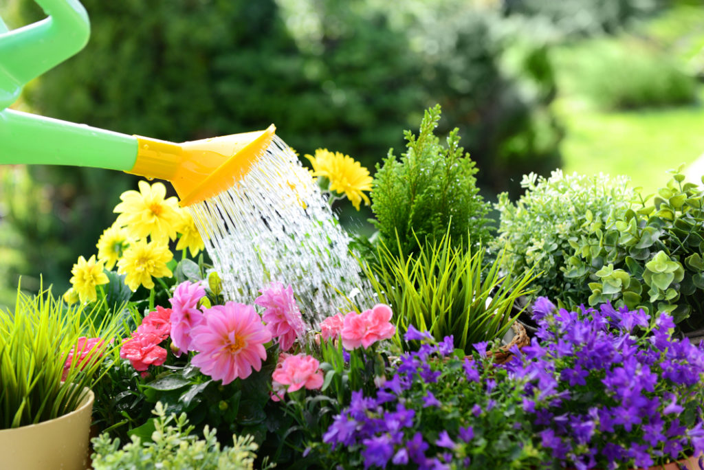 watering can being used to water pink, purple and yellow flowers growing in a bed next to one another