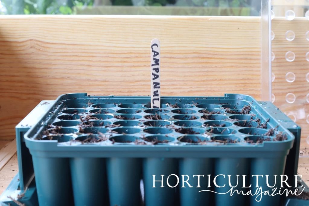 a seed sowing tray with lollypop stick that reads 'Campanula'