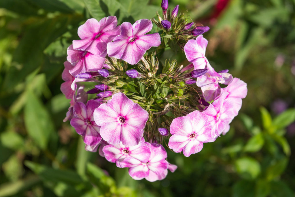 phlox paniculata 'Laura' with white and purply-pink flowers growing in a clump 