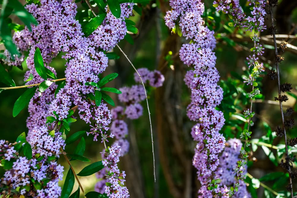 long draping flowers of buddleja alternifolia