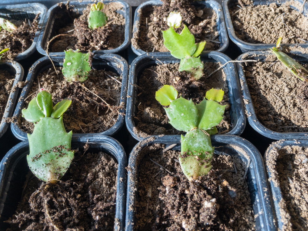 small cacti seedlings growing in individual pots