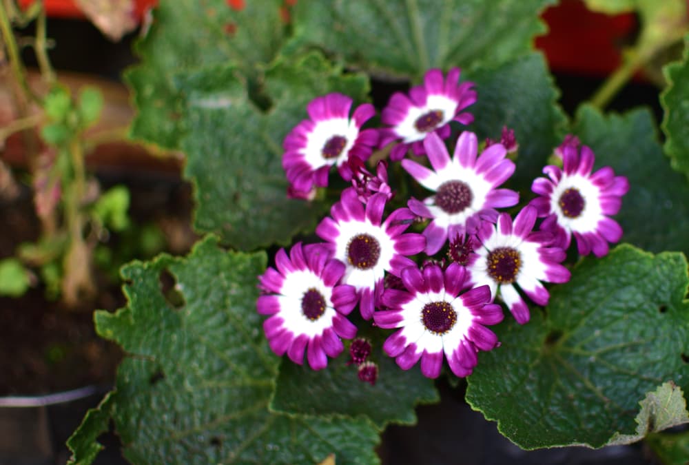 pot growing Pericallis grown as a houseplant