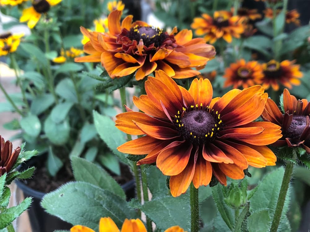 R. Cherokee Sunset flowers in orange and black