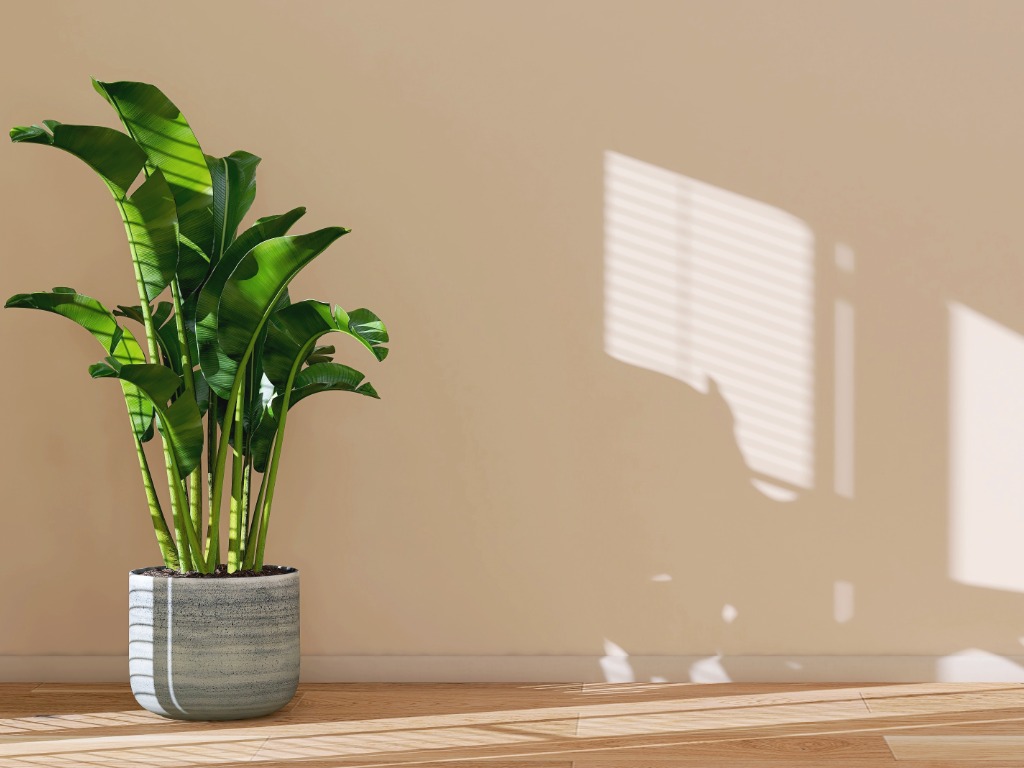potted strelitzia plant with big green leaves growing from tall stems in front of a wall