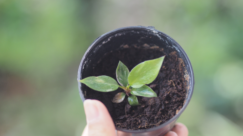 someone holding a pot filled with compost and a small philodendron seedling