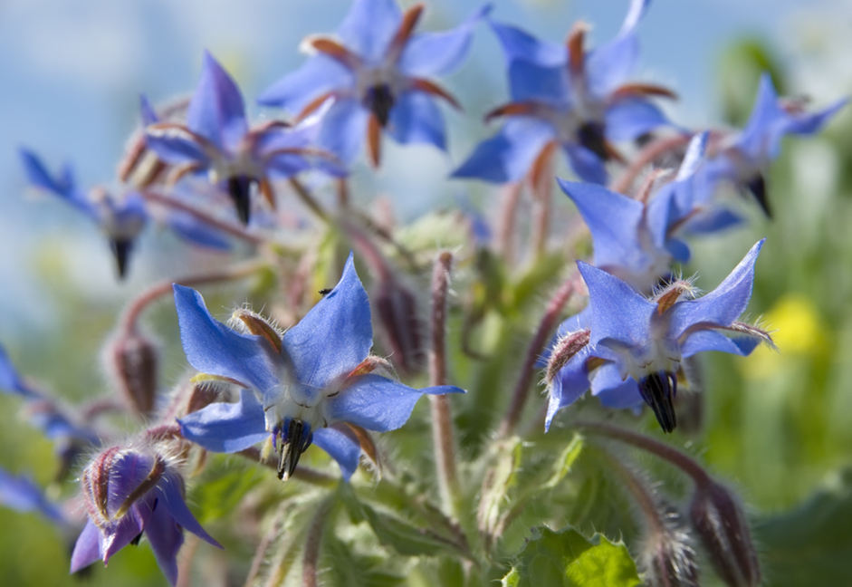 close-up of the star-shaped blue petals with black centres of a borage plant
